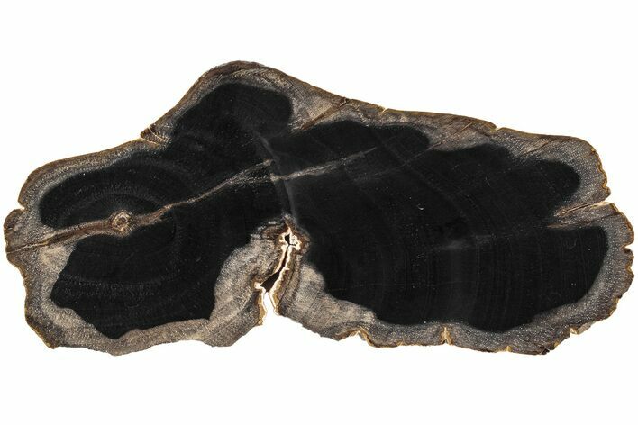 Polished Petrified Tropical Hardwood Slab - Texas #236140